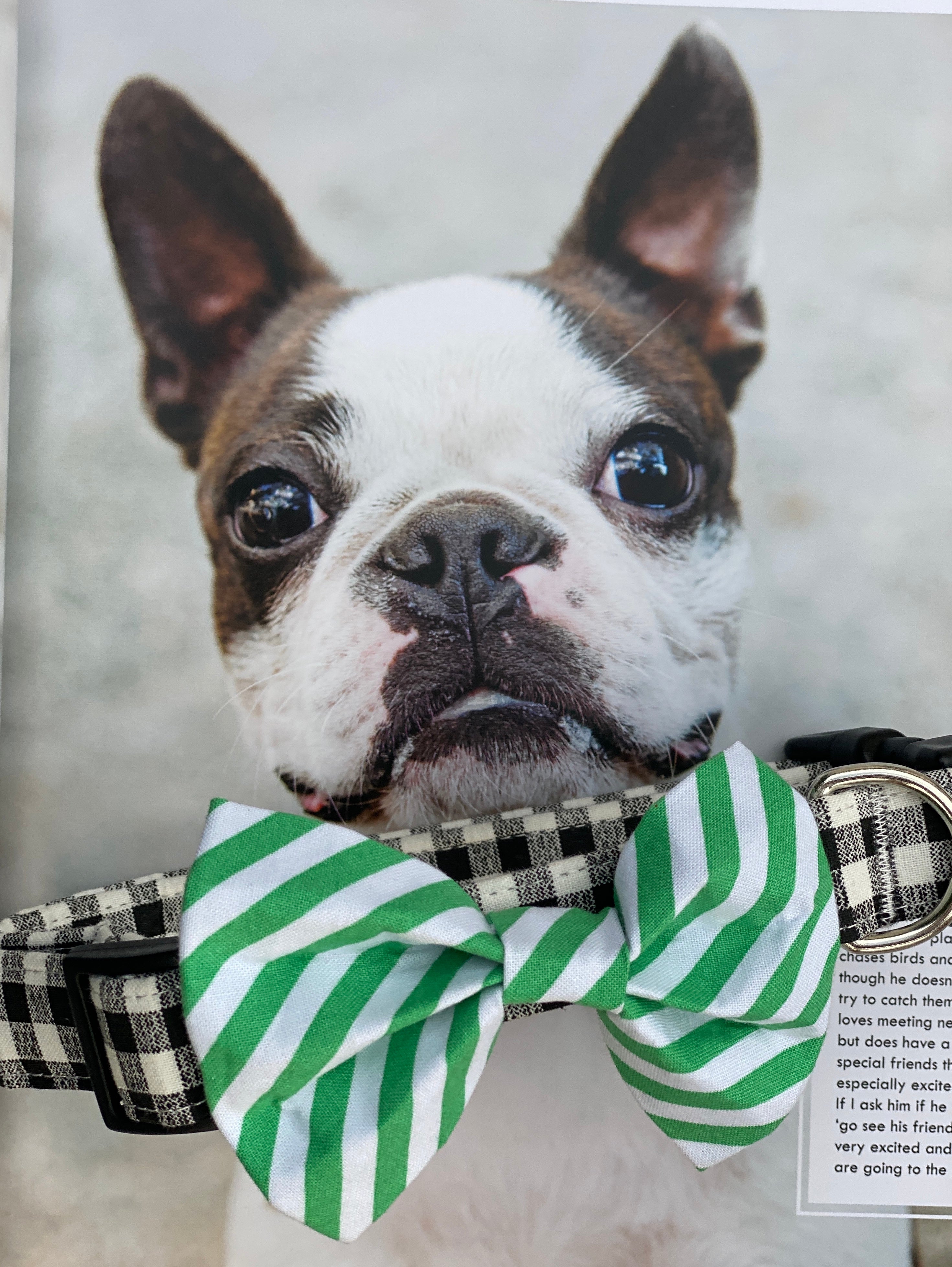 Green Stripe Bow Tie Collar Accessory